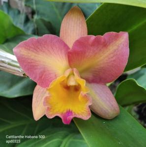 Cattlianthe Habana 500