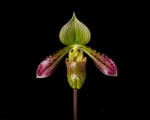 Paphiopedilum Mustafa's Mucho Gusto