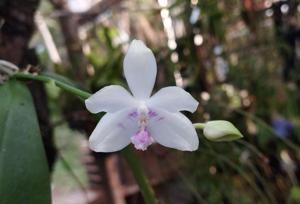 Phalaenopsis Alba Men's Fourth Star