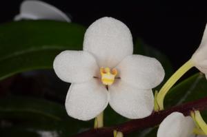 Sarcochilus Kulnura Snowflake