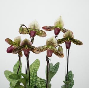 Paphiopedilum William Lewis