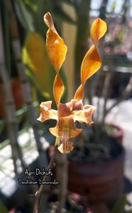 Dendrobium Damarwulan