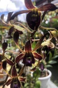 Dendrobium Balaputradewa