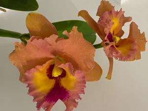 Rhyncholaeliocattleya Siam Magic