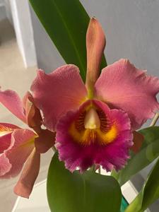 Rhyncholaeliocattleya Siam Orange