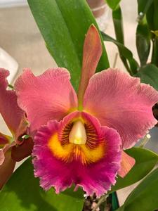 Rhyncholaeliocattleya Siam Orange