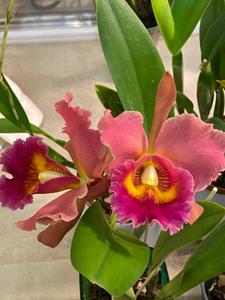 Rhyncholaeliocattleya Siam Orange