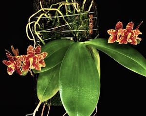 Phalaenopsis Princess Lee Ezanne