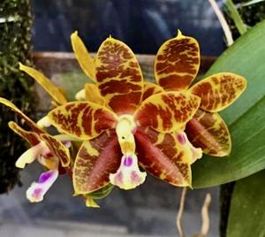 Phalaenopsis Princess Lee Ezanne