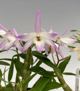 Dendrobium Sofia Bloyer