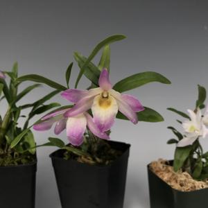 Dendrobium Sofia Bloyer