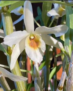 Dendrobium Sofia Bloyer