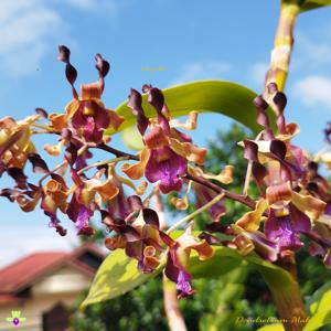 Dendrobium Mahira