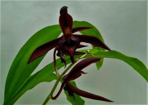 Catasetum Dragon's Tail