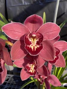 Cymbidium Suspicious Beauty