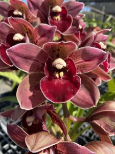 Cymbidium Suspicious Beauty