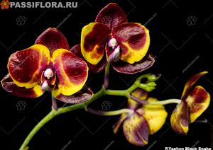 Phalaenopsis Yaphon Black Snake