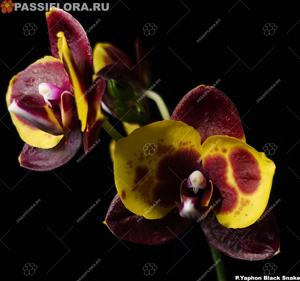 Phalaenopsis Yaphon Black Snake