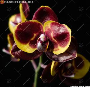 Phalaenopsis Yaphon Black Snake