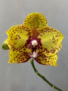 Phalaenopsis Yaphon Black Snake