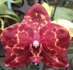 Phalaenopsis Yaphon Black Snake