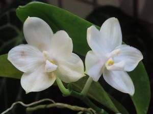 Phalaenopsis Zheng Min Eagle