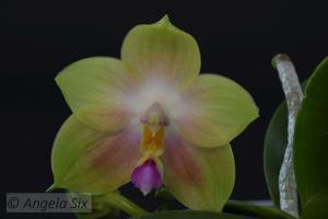 Phalaenopsis Zheng Min Zircon