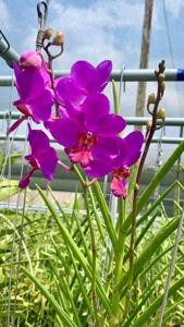 Papilionanda Zhuo Yun Xiu