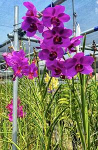 Papilionanda Zhuo Yun Xiu