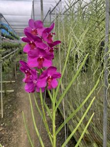 Papilionanda Zhuo Yun Xiu