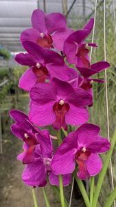 Papilionanda Zhuo Yun Xiu