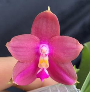 Phalaenopsis Zheng Min Formosa