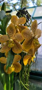 Vanda Monica Graf