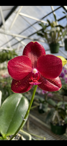 Phalaenopsis Miro Peacock