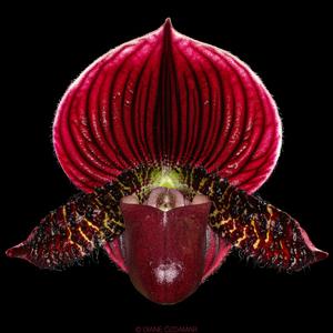 Paphiopedilum Hot Head