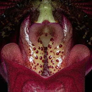 Paphiopedilum Hot Head