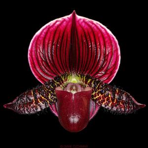 Paphiopedilum Hot Head