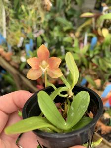 Ceratosiella LOC Hello Kitty