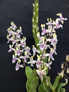 Dendrobium Gabriella Suryajaya