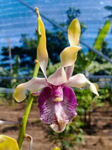 Dendrobium Gabriella Suryajaya