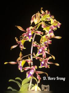 Dendrobium Roro Ireng