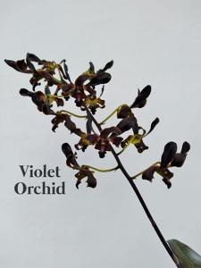 Dendrobium Roro Ireng