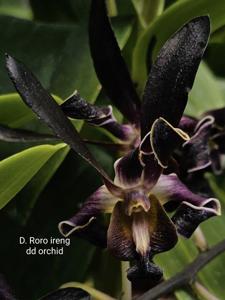 Dendrobium Roro Ireng