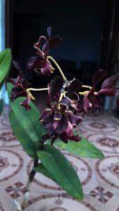 Dendrobium Roro Ireng