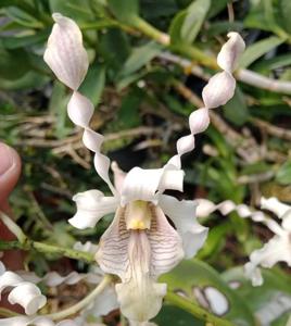 Dendrobium Paping