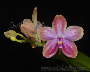 Phalaenopsis Mituo Reflex DD