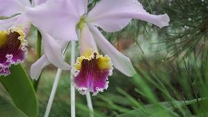 Cattleya Eva's Fábula Y Azúcar