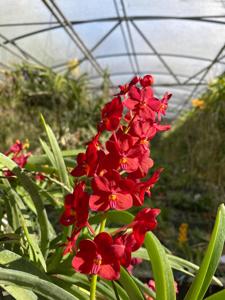 Vanda Mirka Eternal Pioneer