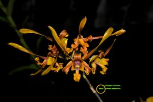 Dendrobium Klaten Bersinar