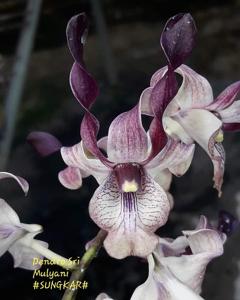 Dendrobium Sri Mulyani